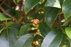 Garcinia gummi-gutta